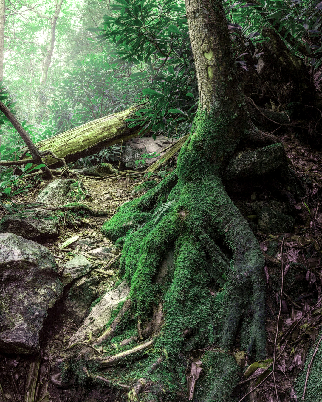 Hypnotherapy sessions near Coffs Harbour, NSW