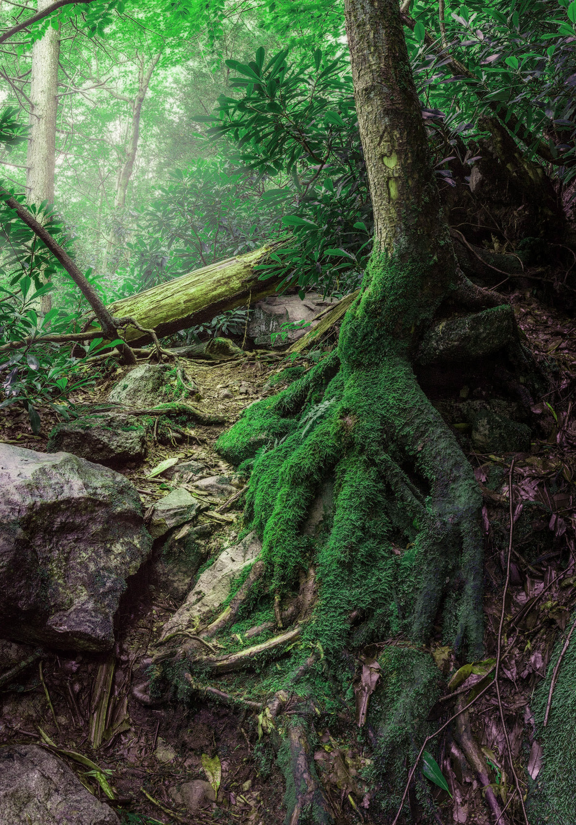 Hypnotherapy sessions near Coffs Harbour, NSW